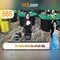 66B: Mô hình ngôn ngữ cỡ lớn 66 tỷ tham số